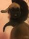 English Mastiff Puppies for sale in South Milwaukee, WI 53172, USA. price: NA