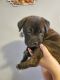 English Mastiff Puppies for sale in Mesa, AZ, USA. price: $1,500