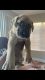 English Mastiff Puppies for sale in Las Vegas, NV 89110, USA. price: NA
