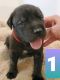 English Mastiff Puppies for sale in Carthage, TX 75633, USA. price: $1,200