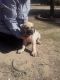 English Mastiff Puppies for sale in Litchfield Park, AZ, USA. price: $1,000