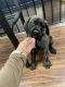 English Mastiff Puppies for sale in Bryson City, NC 28713, USA. price: NA