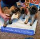 English Mastiff Puppies for sale in Colorado Springs, CO, USA. price: $1,000