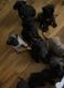 English Mastiff Puppies for sale in Ballston Lake, NY 12019, USA. price: $2,200