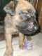 English Mastiff Puppies for sale in South Milwaukee, WI 53172, USA. price: NA