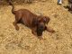 English Mastiff Puppies for sale in Colorado Springs, CO, USA. price: $800