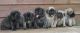 English Mastiff Puppies for sale in Tambaram, Chennai, Tamil Nadu, India. price: 39000 INR