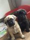English Mastiff Puppies for sale in Surat, Gujarat, India. price: 39000 INR