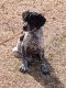 English Pointer Puppies for sale in Harrah, OK, USA. price: $200