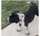 English Pointer Puppies for sale in Duncanville, TX, USA. price: NA