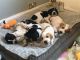 English Pointer Puppies for sale in New York, NY, USA. price: $500