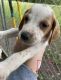 English Pointer Puppies for sale in Spotsylvania County, VA, USA. price: $400