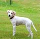 English Pointer Puppies for sale in East Brunswick, NJ 08816, USA. price: NA