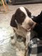English Pointer Puppies for sale in Palmdale, CA, USA. price: $200