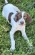 English Pointer Puppies for sale in Chino, CA, USA. price: $300