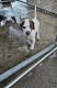 English Pointer Puppies for sale in Rancho Cucamonga, CA 91730, USA. price: $550