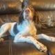 English Setter Puppies for sale in Finlayson, MN 55735, USA. price: NA