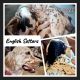 English Setter Puppies for sale in Caney, OK, USA. price: NA