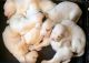 English Setter Puppies for sale in Caney, OK, USA. price: NA