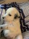 English Setter Puppies for sale in Dothan, AL, USA. price: NA