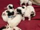 English Setter Puppies for sale in Reno, NV, USA. price: NA