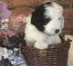 English Setter Puppies for sale in Jonesville, MI 49250, USA. price: NA