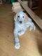 English Setter Puppies for sale in Finlayson, MN 55735, USA. price: NA