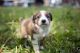 English Shepherd Puppies for sale in Boulder, CO 80303, USA. price: NA