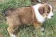 English Shepherd Puppies for sale in Beaver Creek, CO 81620, USA. price: NA