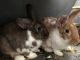English Spot Rabbits for sale in Linden, NJ, USA. price: NA