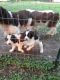 English Springer Spaniel Puppies for sale in Franklin, KS 66735, USA. price: $500