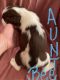 English Springer Spaniel Puppies for sale in Fort Payne, AL, USA. price: NA
