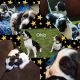 English Springer Spaniel Puppies for sale in Atwater, OH 44201, USA. price: $100,000