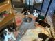 English Springer Spaniel Puppies for sale in Coldspring, TX 77331, USA. price: $600