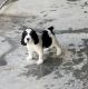 English Springer Spaniel Puppies for sale in Onalaska, TX 77360, USA. price: $550