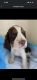 English Springer Spaniel Puppies for sale in Canfield, OH 44406, USA. price: $1,600