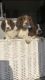 English Springer Spaniel Puppies for sale in Oregon City, OR 97045, USA. price: NA