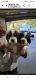 English Springer Spaniel Puppies for sale in Blaine, WA, USA. price: NA