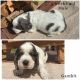 English Springer Spaniel Puppies for sale in Lake Wales, FL 33898, USA. price: NA