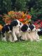 English Springer Spaniel Puppies for sale in Wayland, IA 52654, USA. price: NA