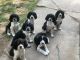 English Springer Spaniel Puppies for sale in Yakima, WA, USA. price: NA