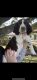 English Springer Spaniel Puppies for sale in Canfield, OH 44406, USA. price: NA