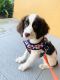 English Springer Spaniel Puppies for sale in LaBelle, FL 33935, USA. price: $700