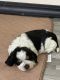 English Springer Spaniel Puppies for sale in Bemidji, MN 56601, USA. price: $1,000