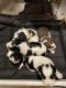 English Springer Spaniel Puppies for sale in Temecula, CA, USA. price: $2,000