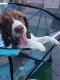English Springer Spaniel Puppies for sale in Carmichael, CA, USA. price: $1,000