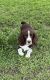 English Springer Spaniel Puppies for sale in Lott, TX 76656, USA. price: NA