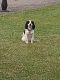 English Springer Spaniel Puppies for sale in Homeworth, OH 44634, USA. price: $650