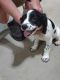 English Springer Spaniel Puppies for sale in Homeworth, OH 44634, USA. price: $350