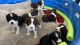 English Springer Spaniel Puppies for sale in Gilbert, AZ 85295, USA. price: $1,000